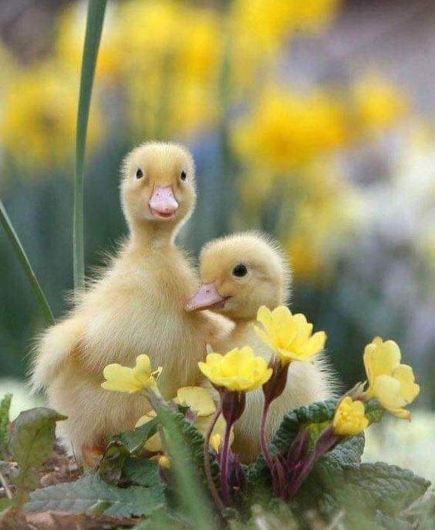 Цыплята в корзинке