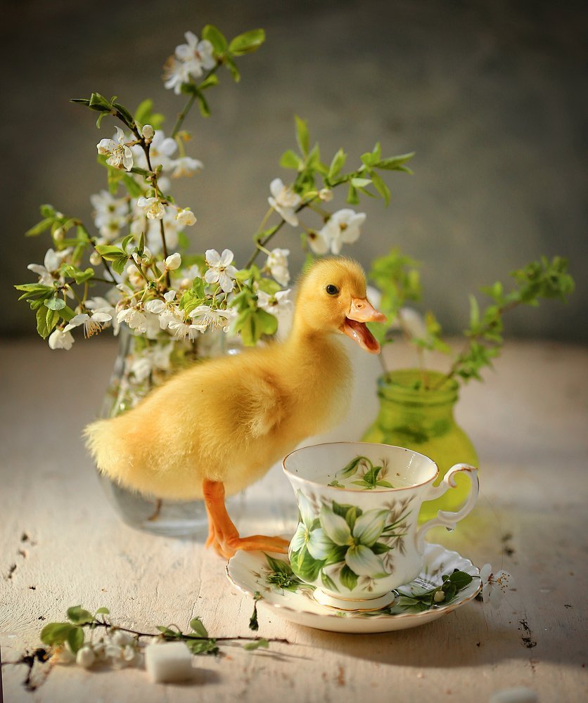 Цыплята утята гусята индюшата