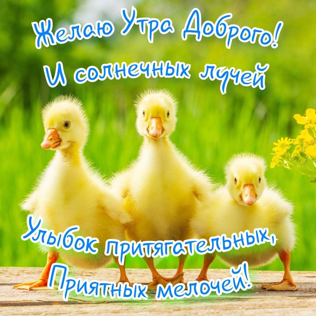 Доброе утро по деревенски