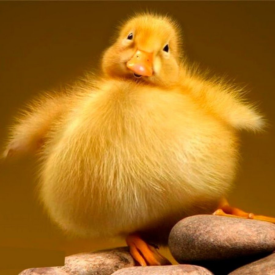 Доброе утро с петухом