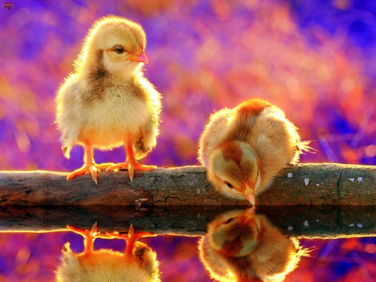 Милый утенок