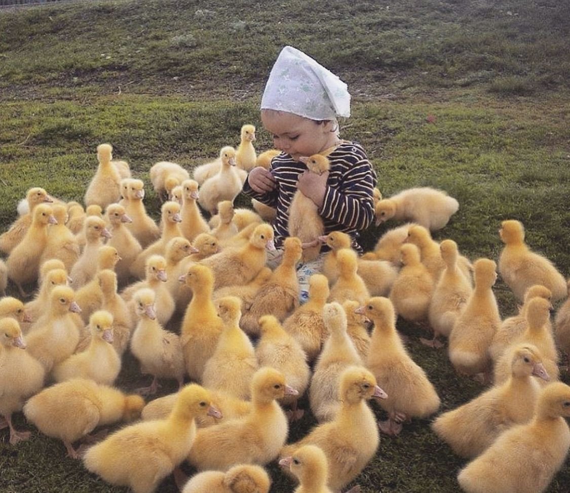 Цыпленок с цветочком