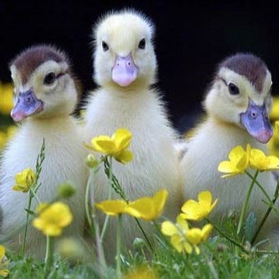 Милые птенцы