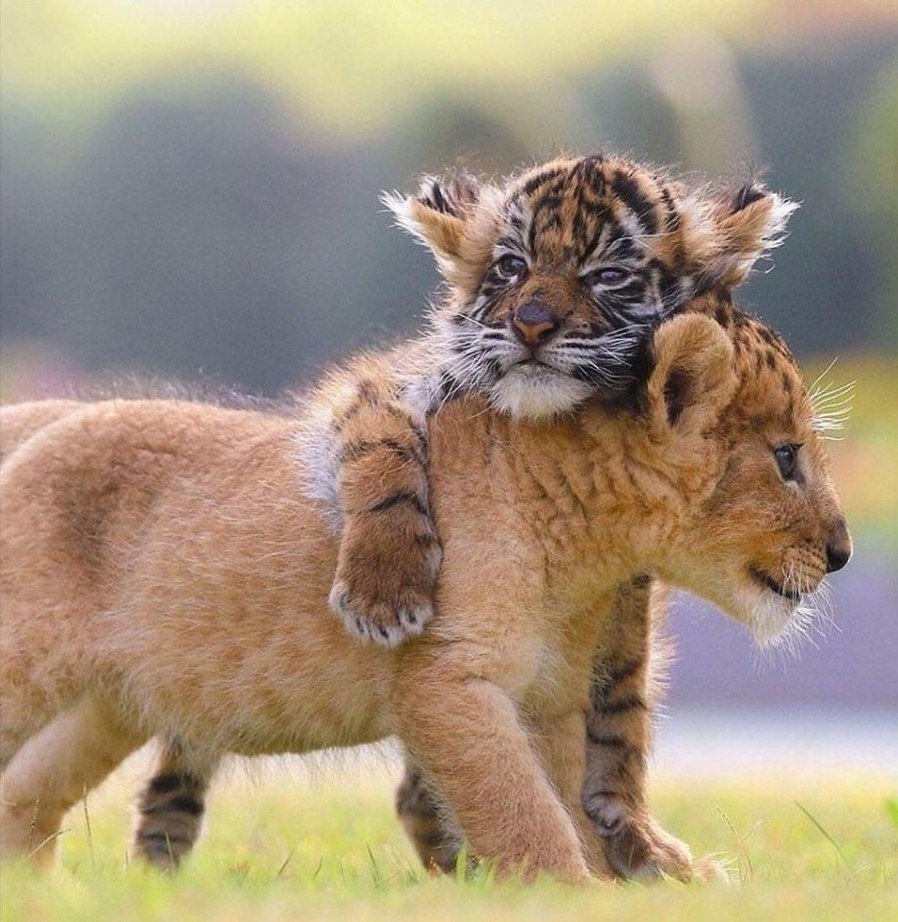 Игрушки для девочек