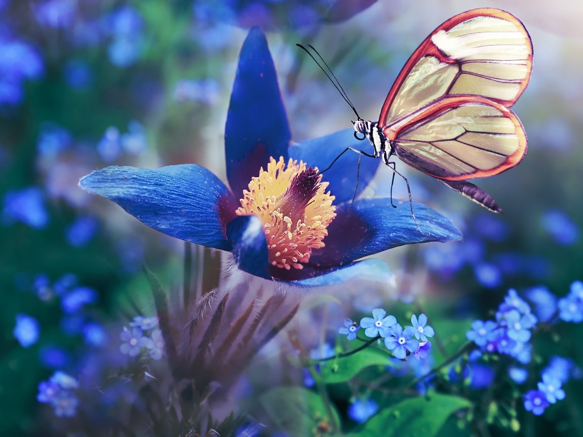 Бабочка на цветке макро