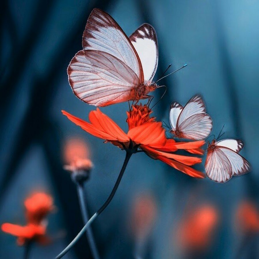 Доброй ночи цветы и бабочки