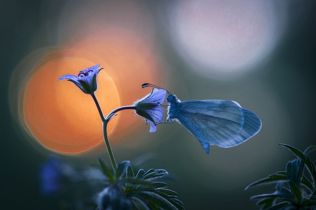 Доброй ночи с бабочками