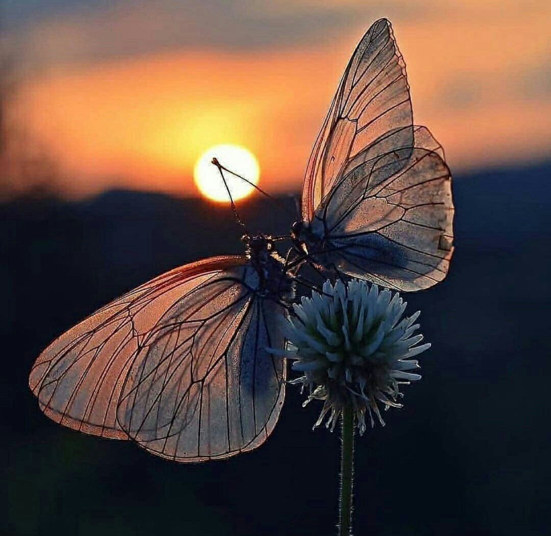 Открытки спокойной ночи