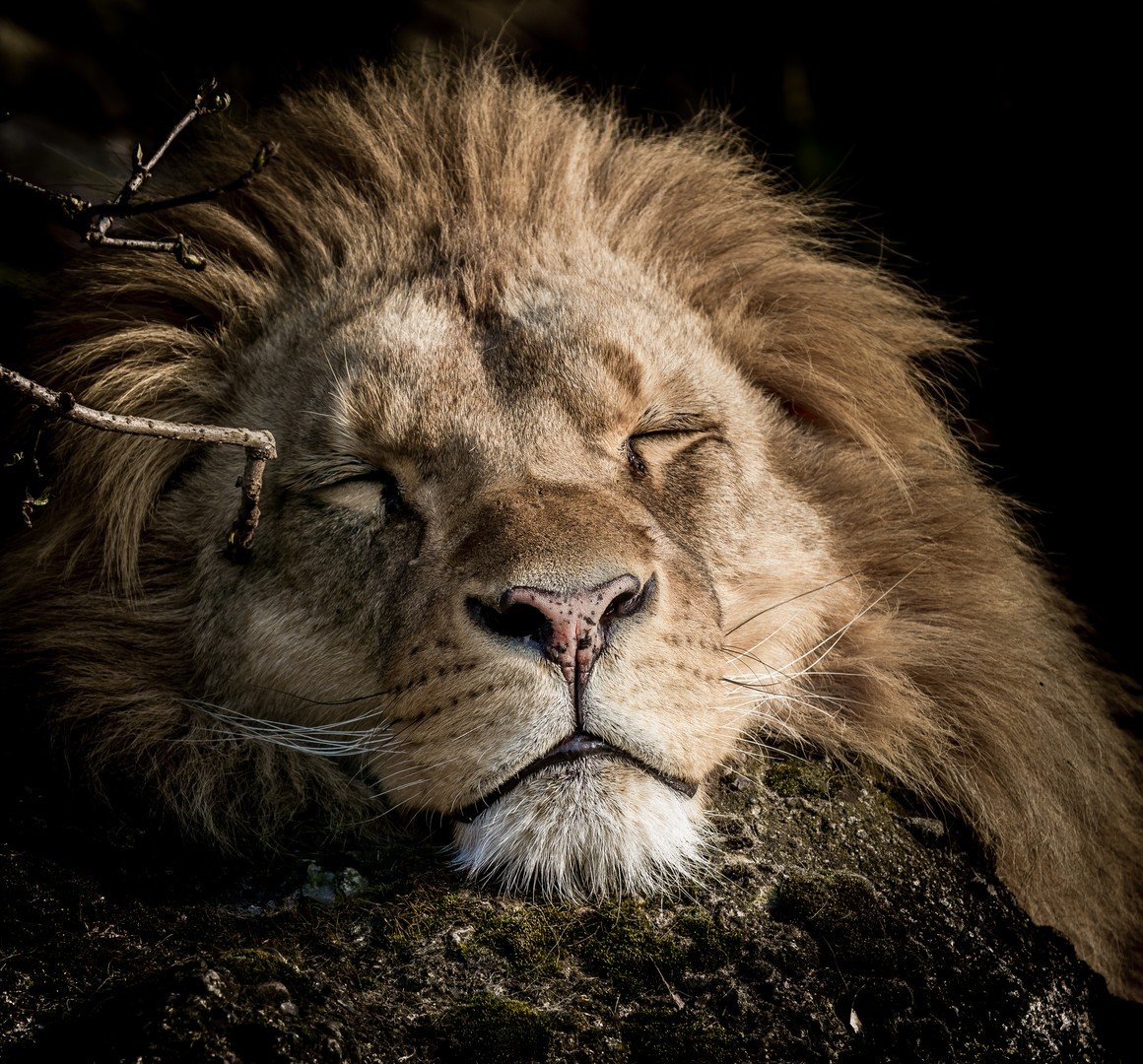 Доброй ночи львы