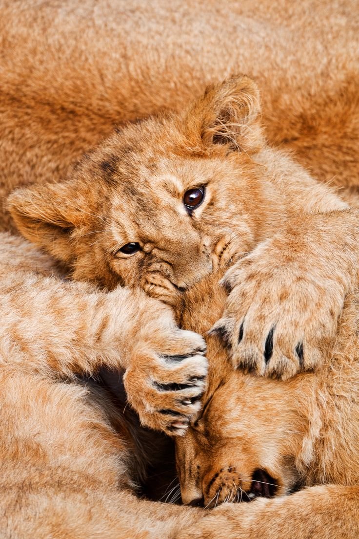 Лев и львица