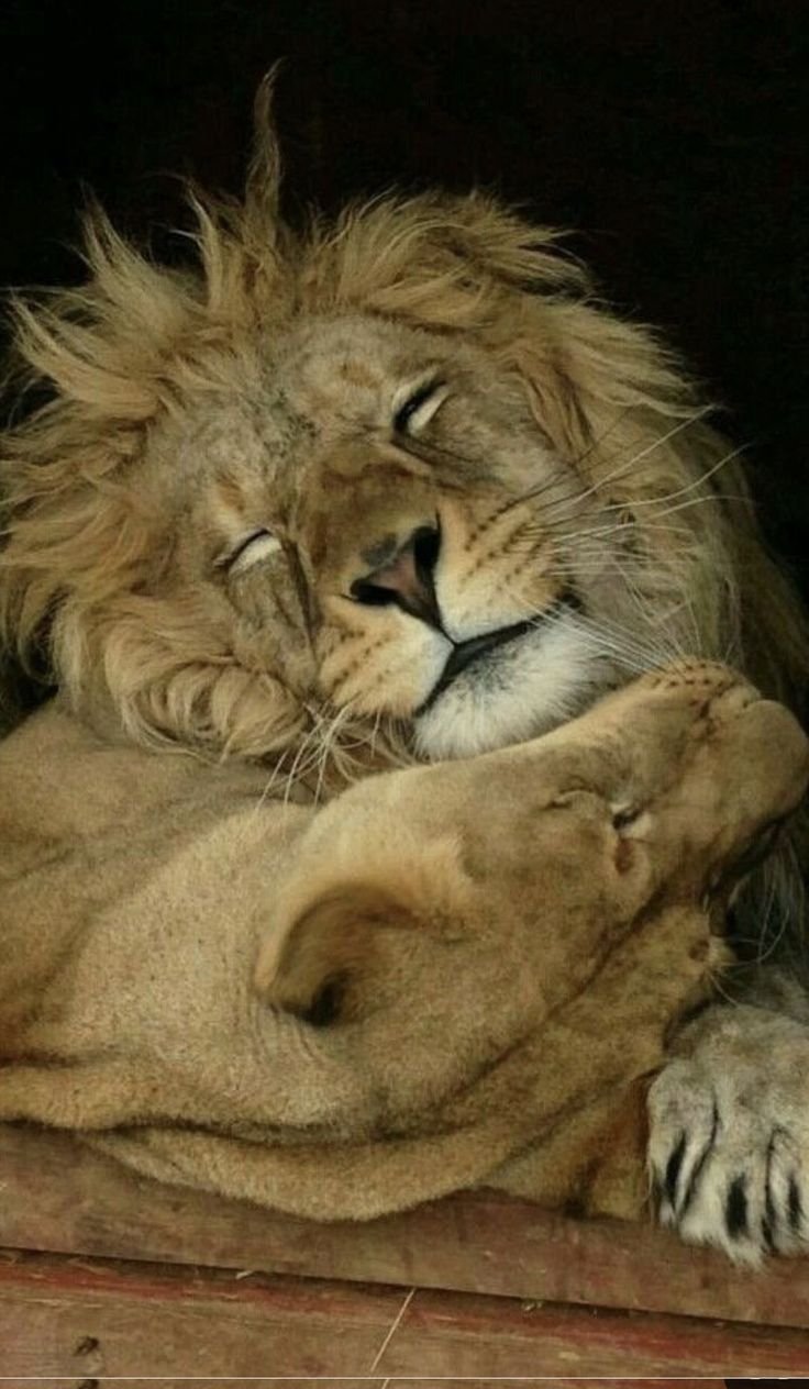 Обнимашки львята