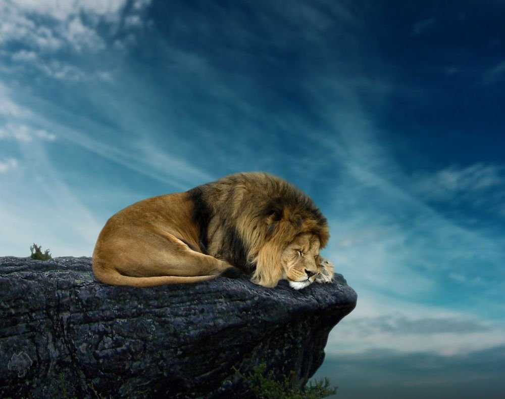 Лунная львица