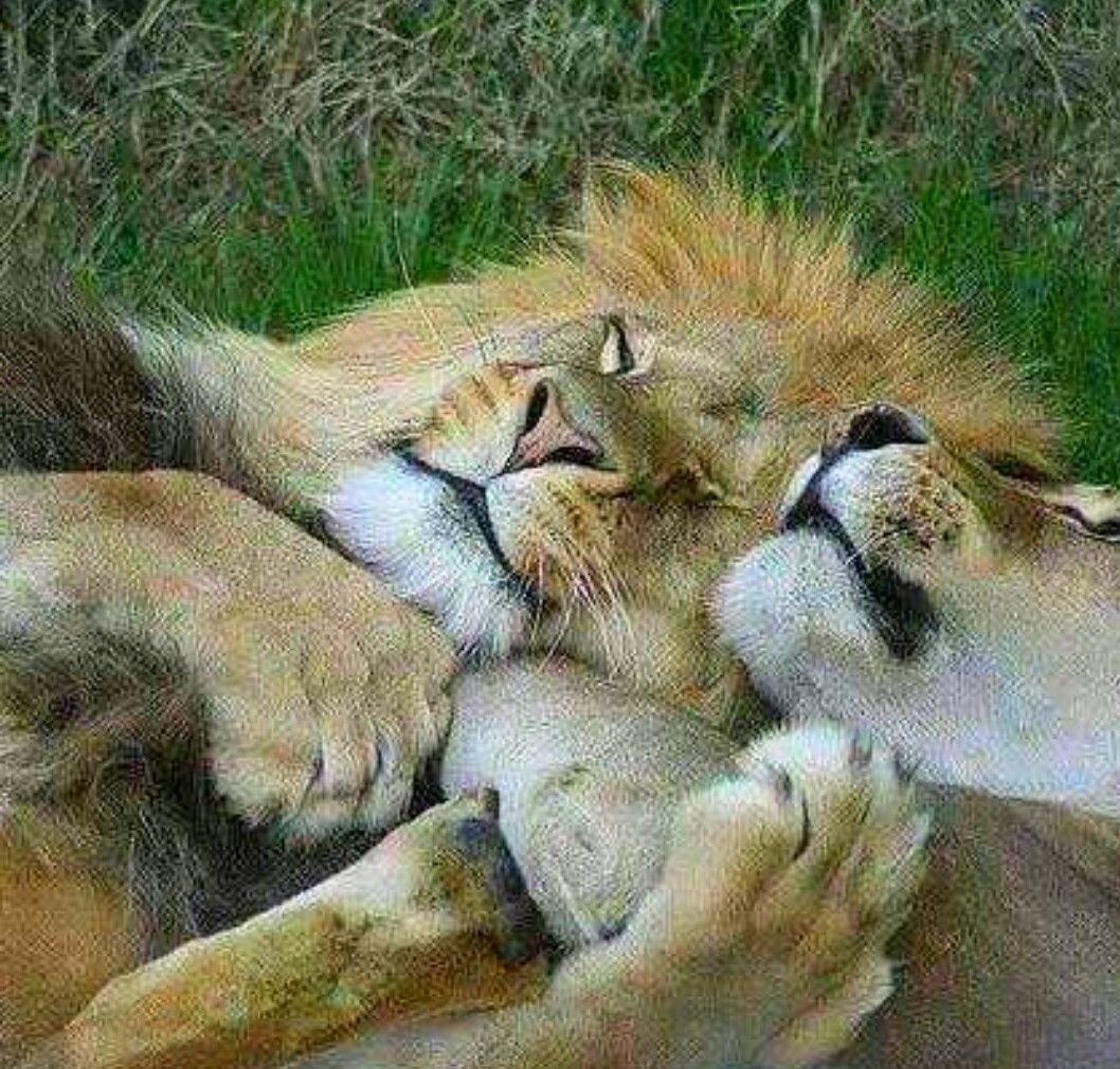 Спокойной ночи львица