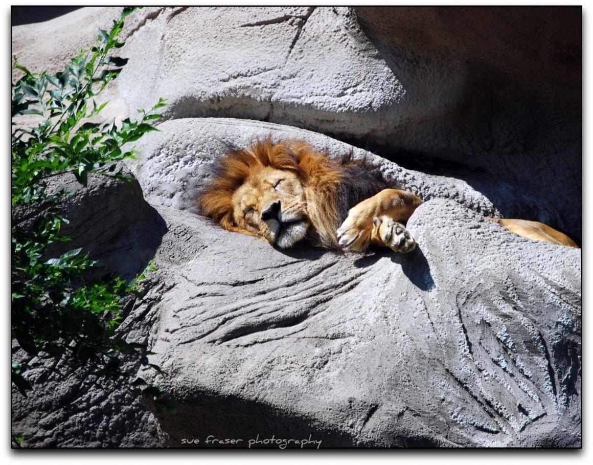 Грустный Лев