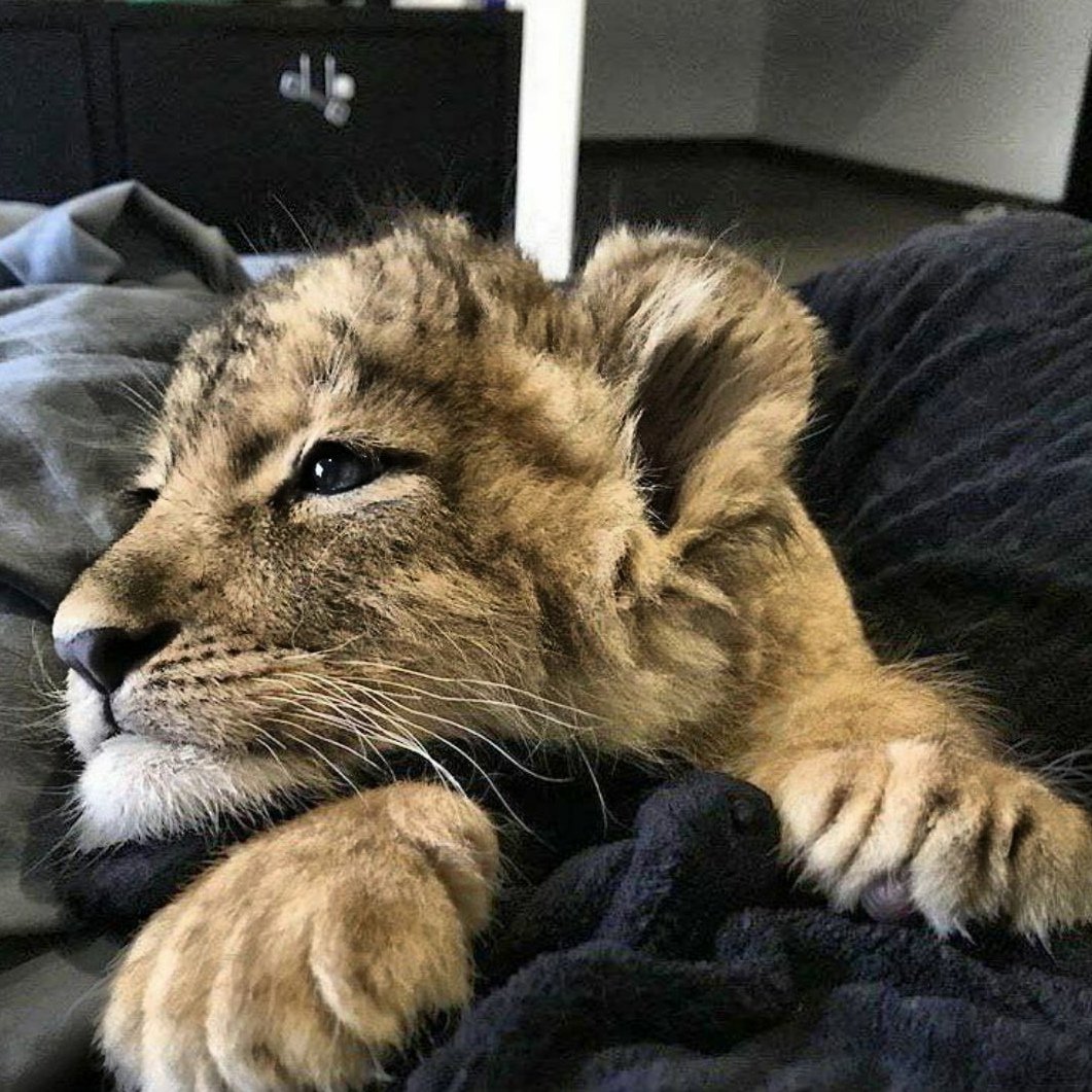 Лев рисунок