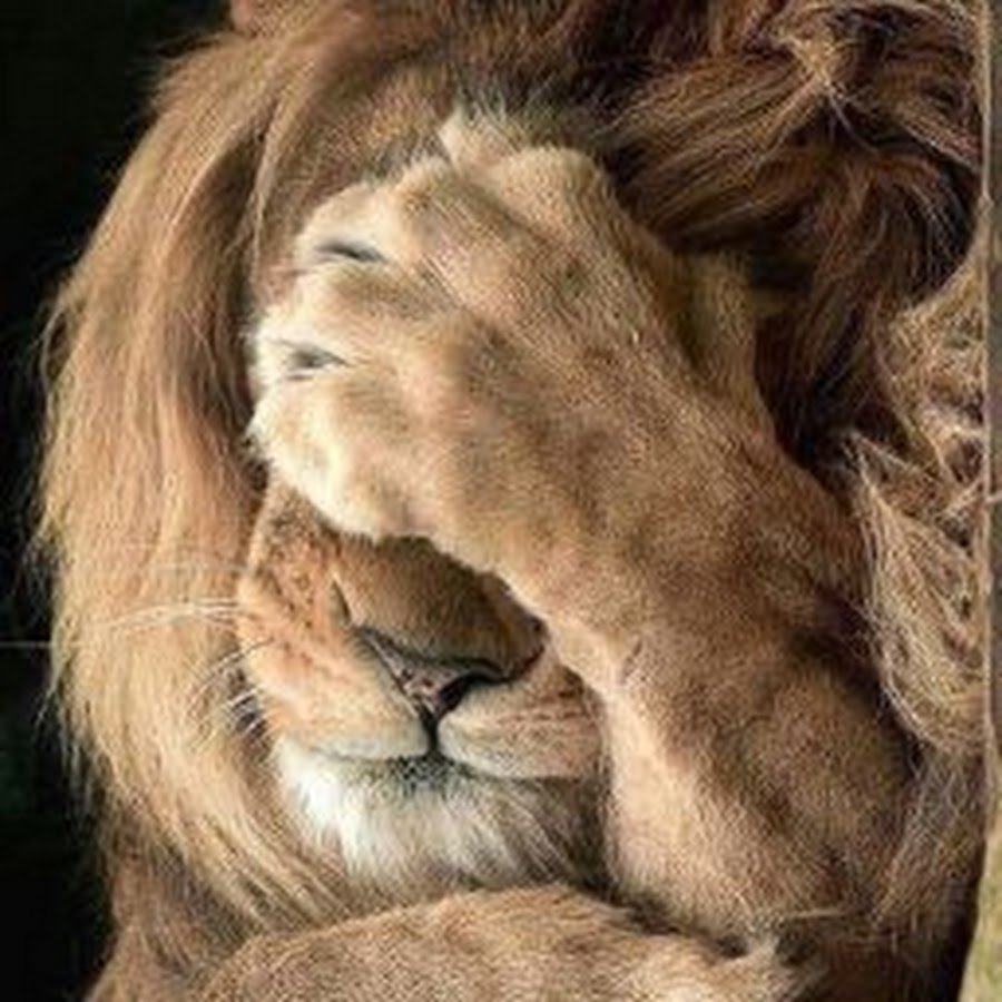 Львы обнимаются