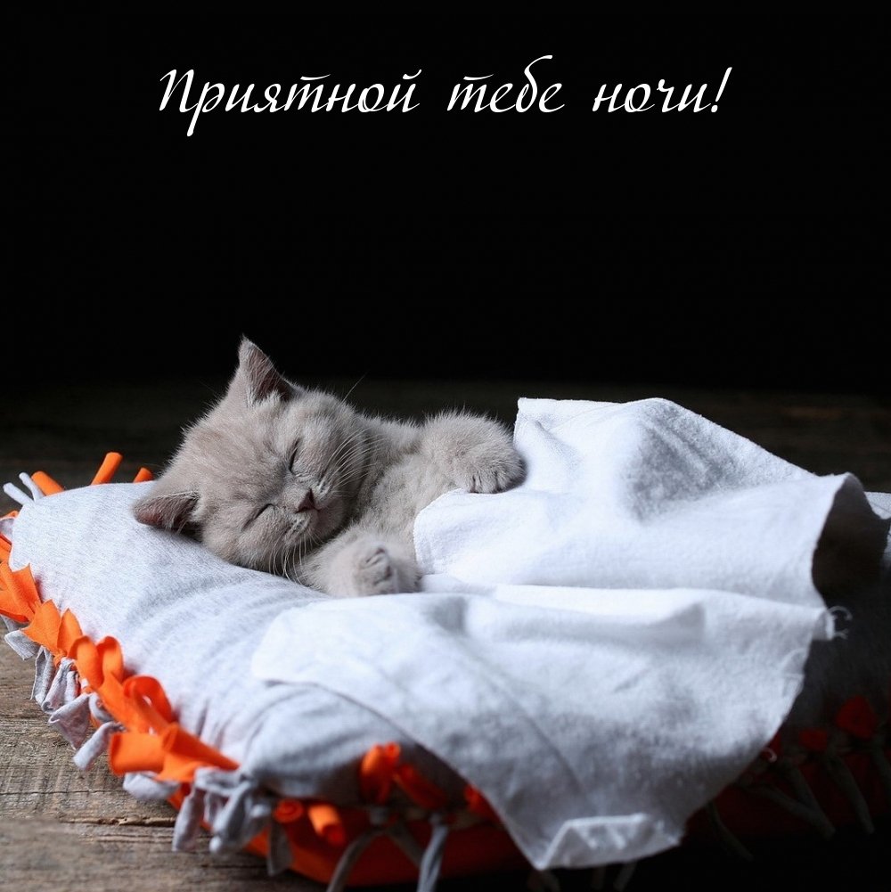 Спокойной ночи котики с сердечками