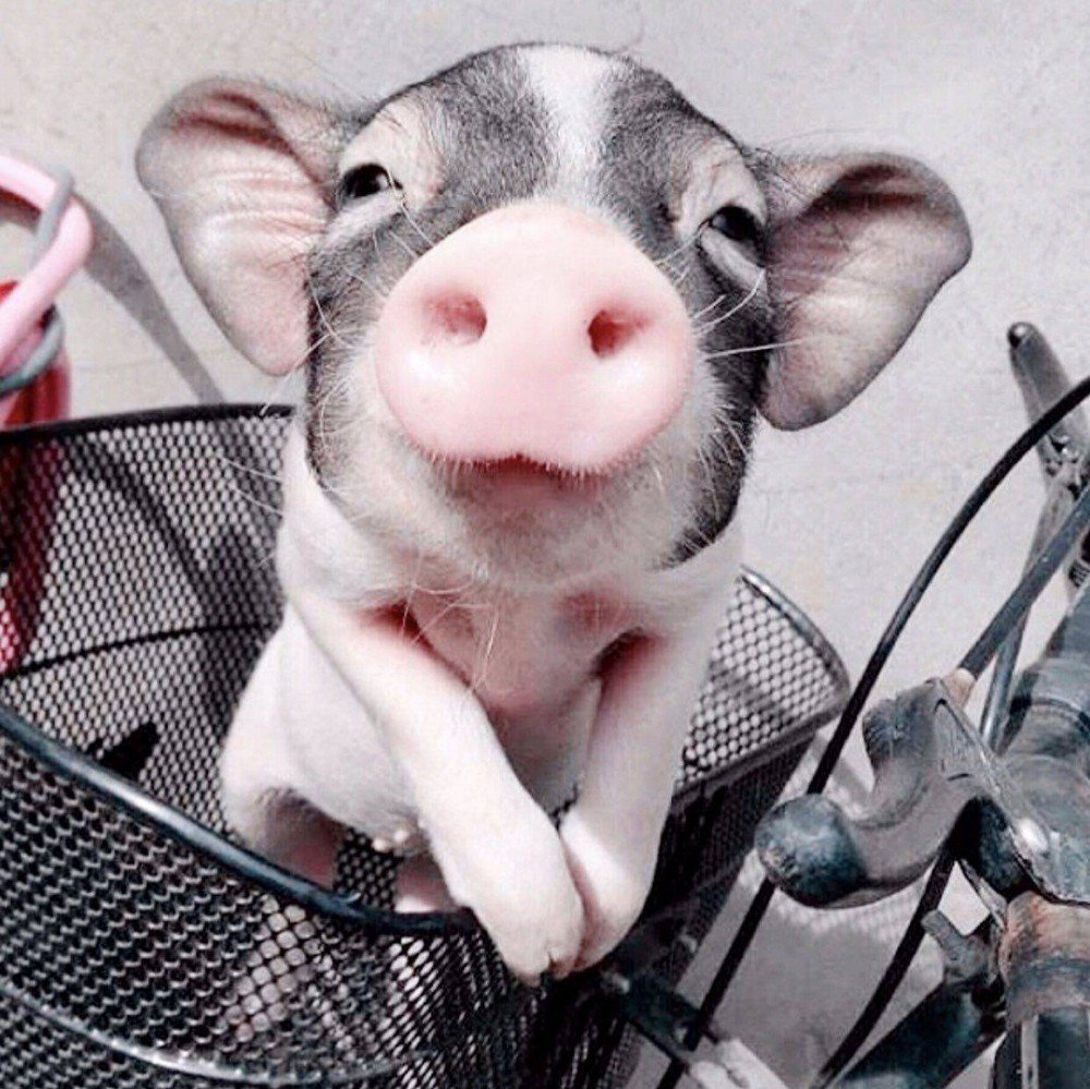 Доброе утро Свинка