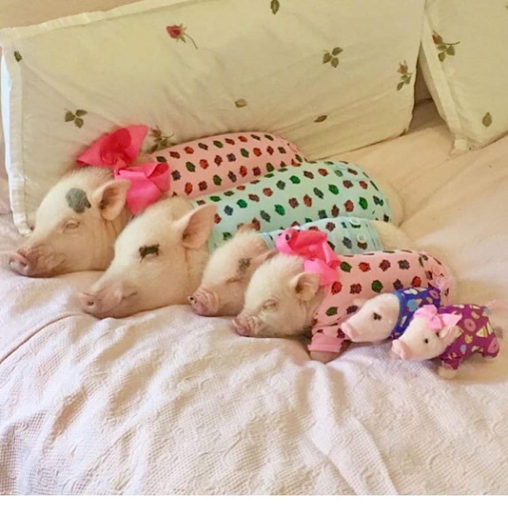 Доброе утро с поросятами прикольные