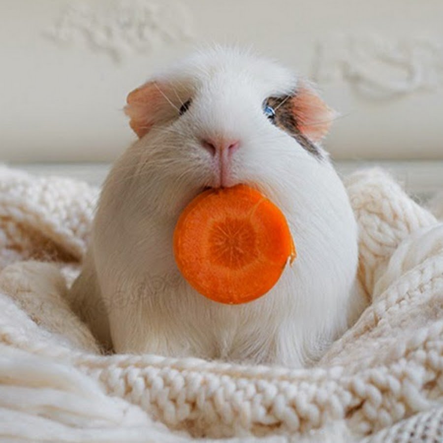 Морская Свинка с морковкой