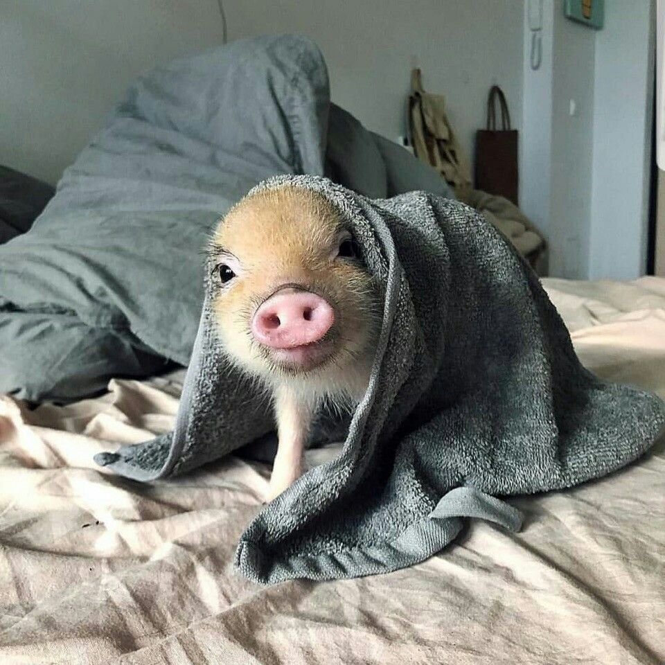 Спящий минипиг