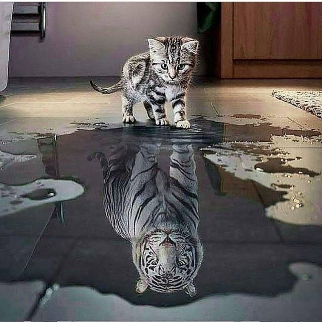 Котенок в зеркале тигр