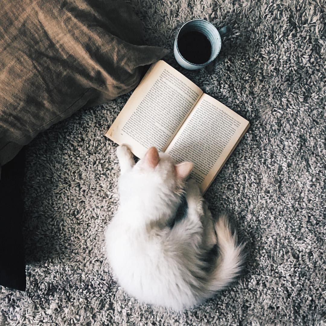 Кошка с книжкой