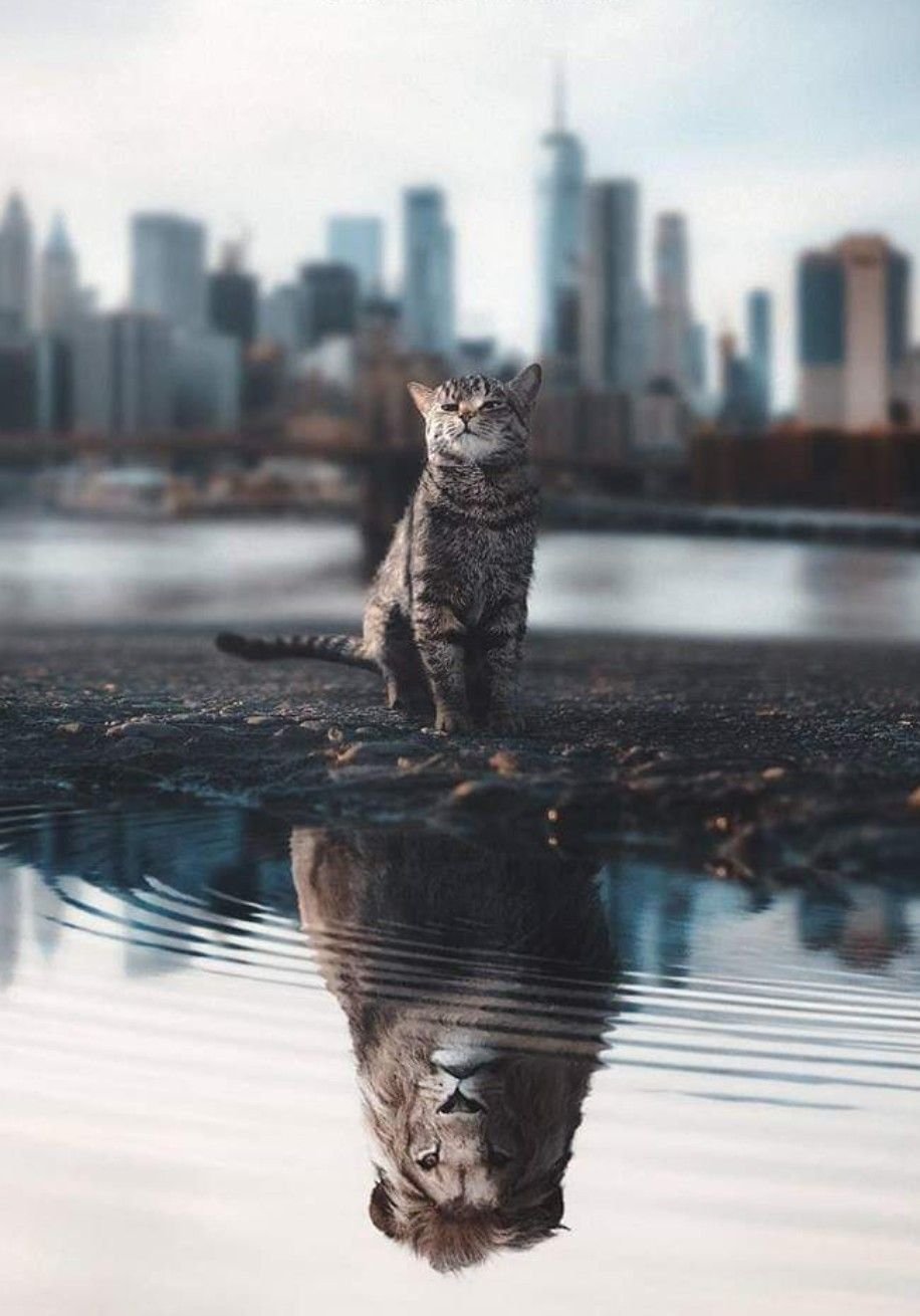 Кот в отражении тигр