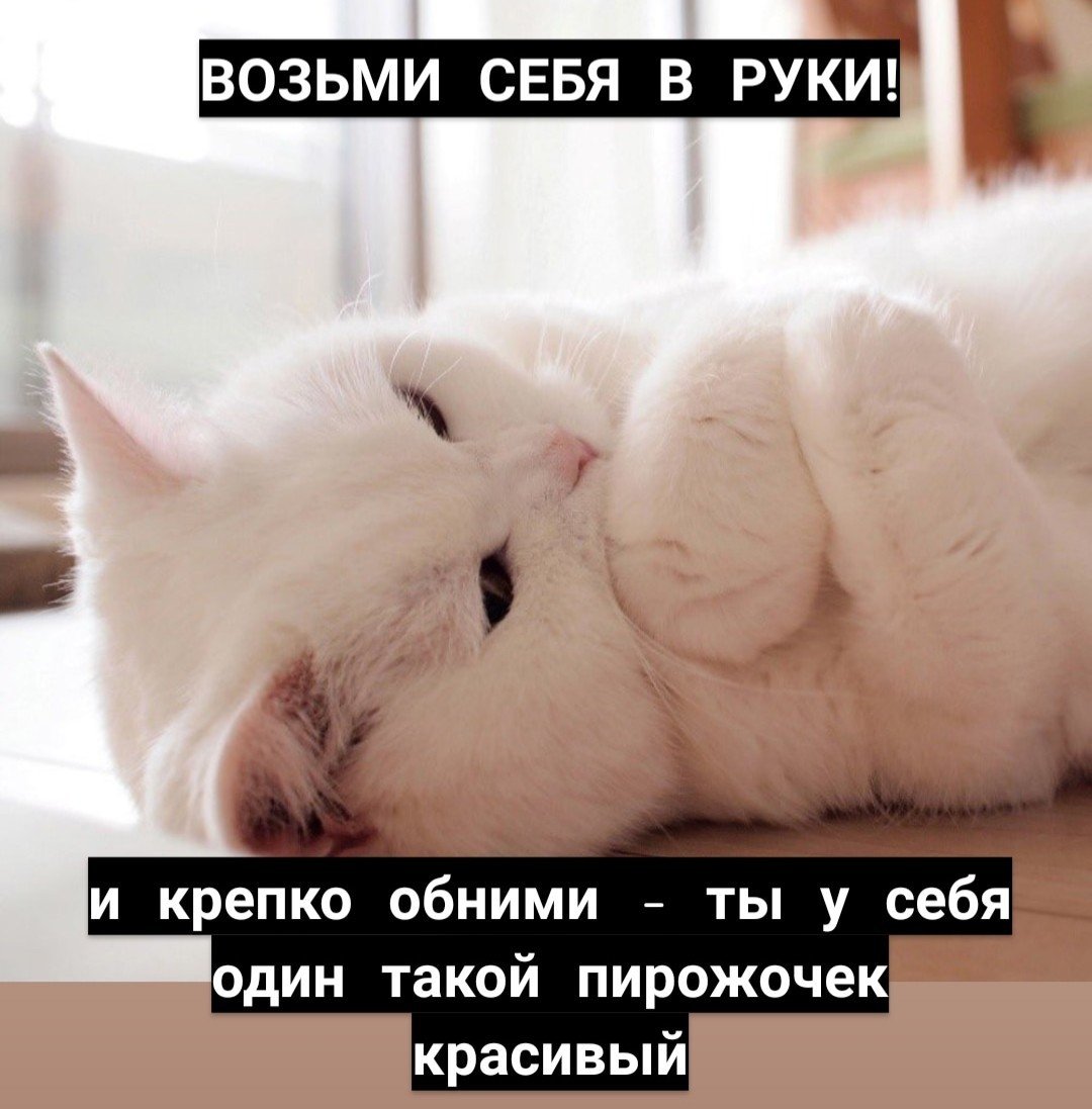 Мотивирующие пикчи с котиками