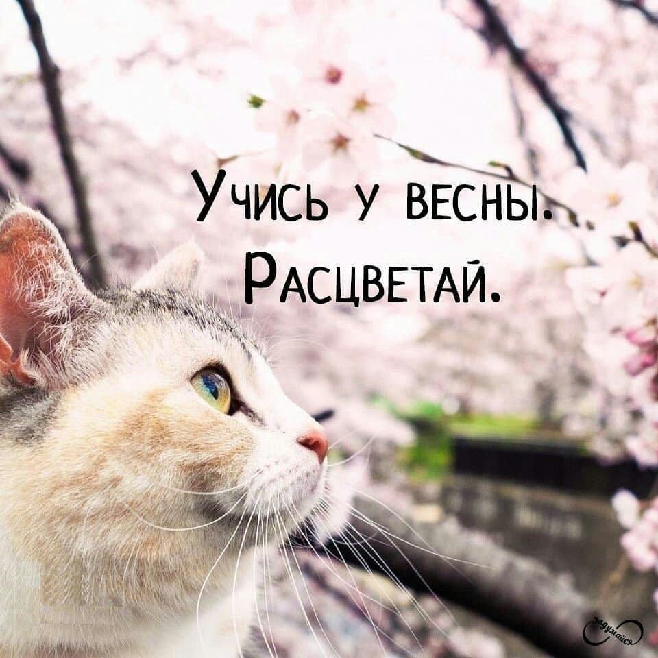 Весенние цитаты