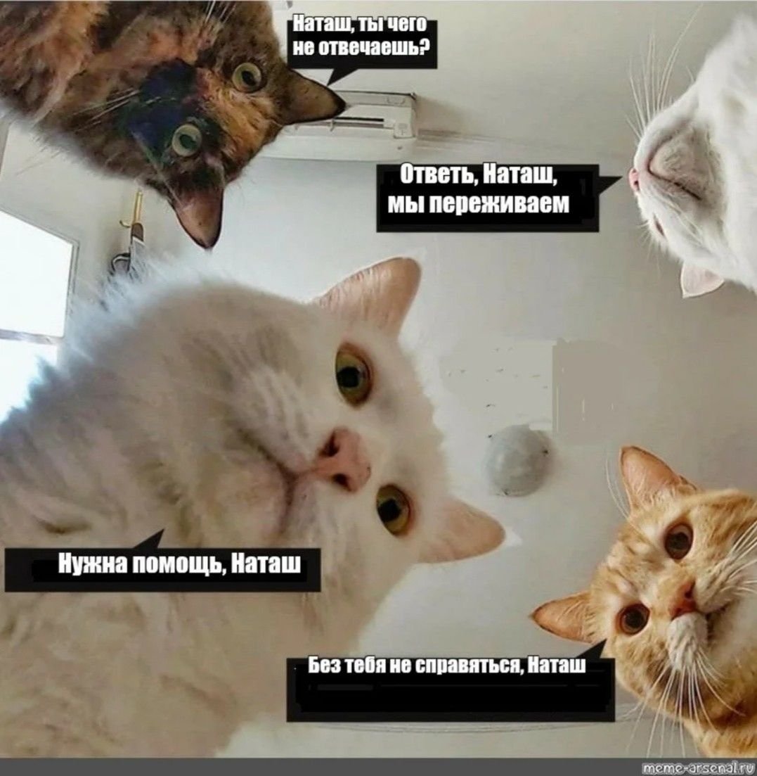 Наташа с днём рождения котики