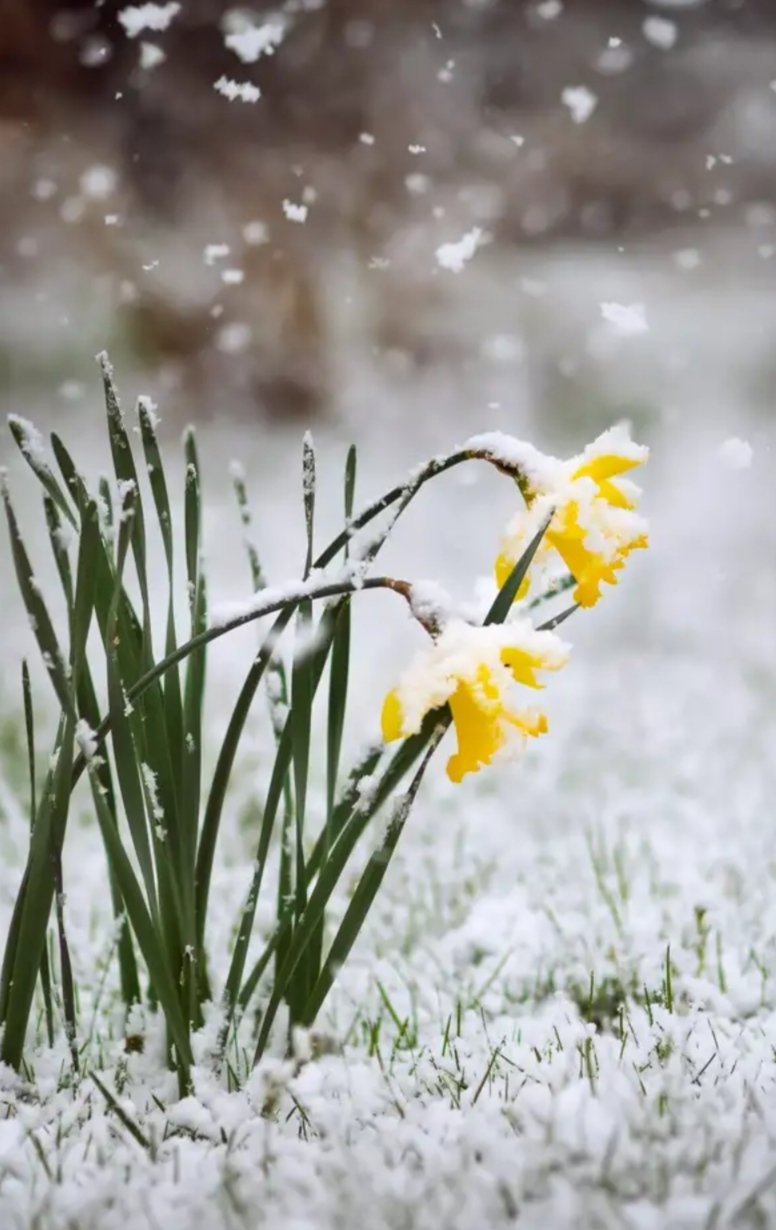 Крокусы в снегу