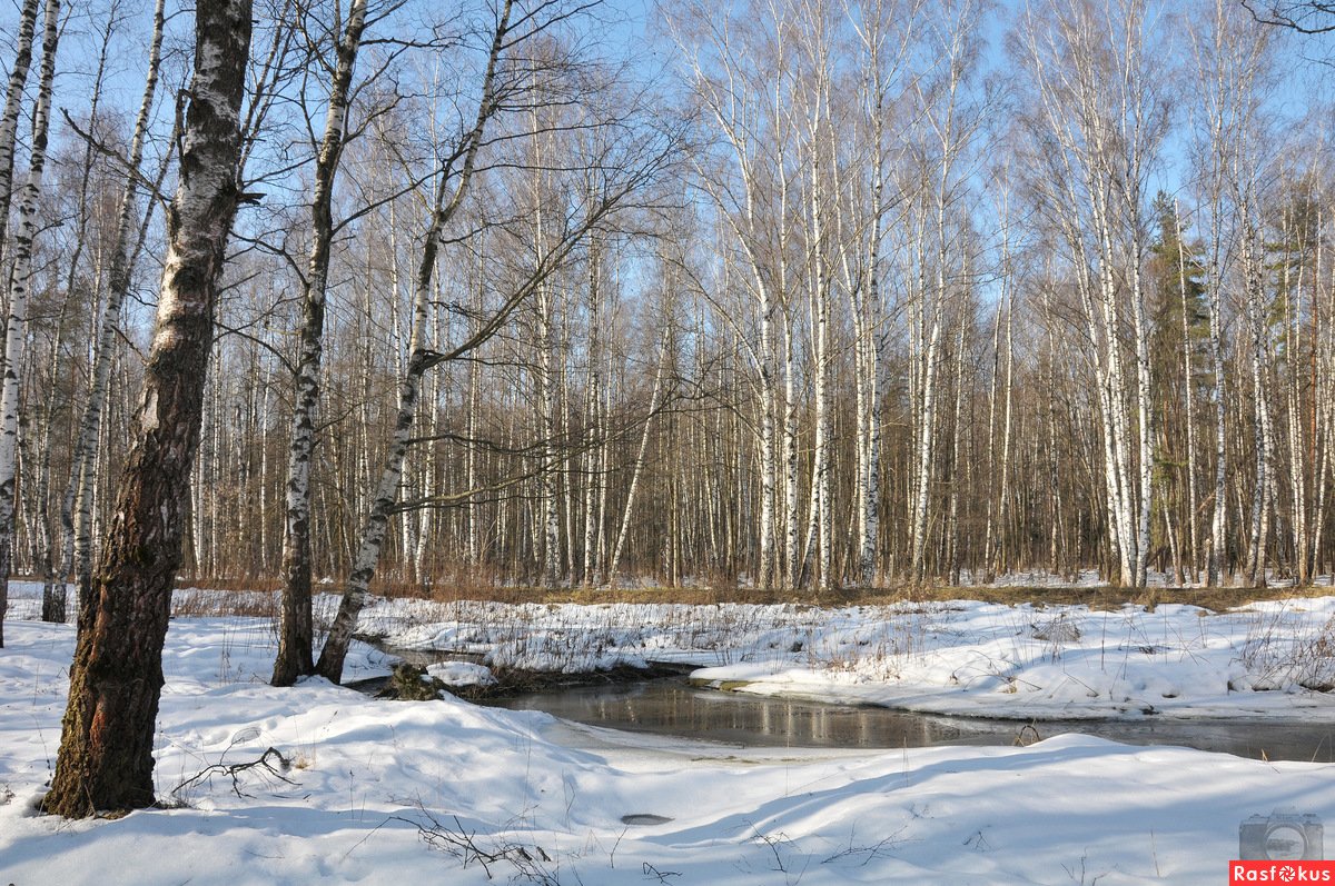 Подснежники крокусы в снегу