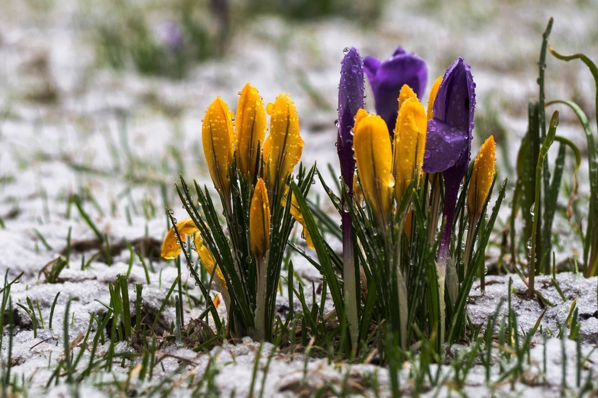 Весна в лесу