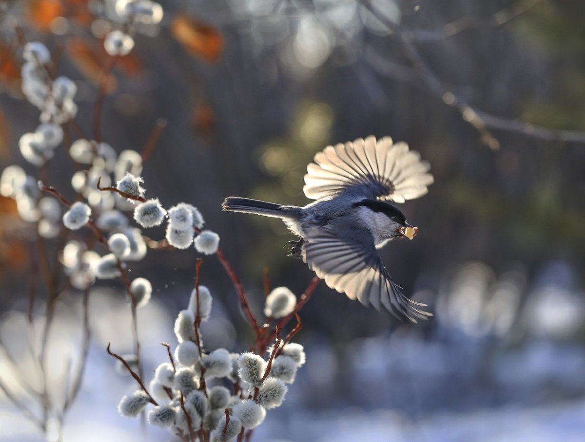 Северные подснежники