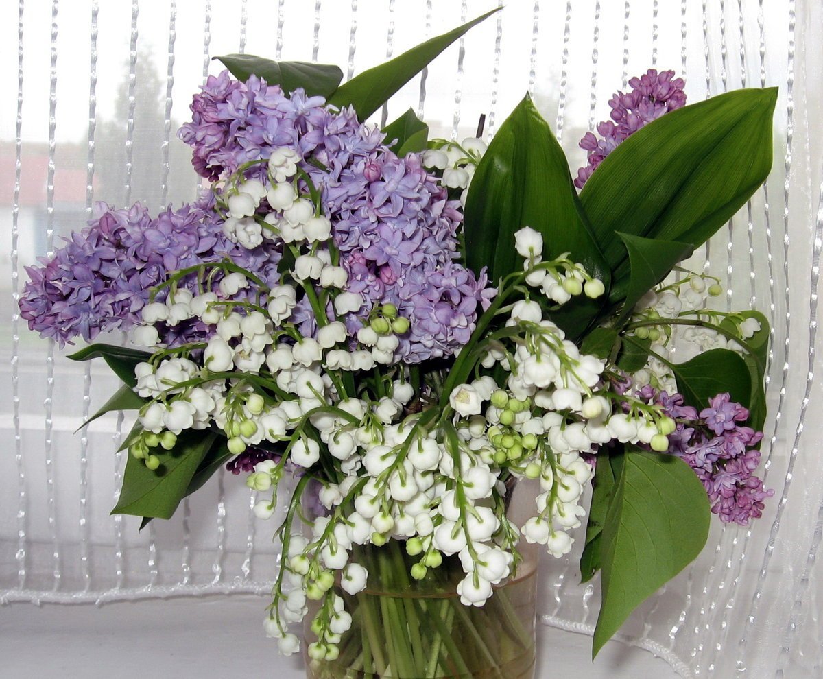 Ландыш сирень Жасмин