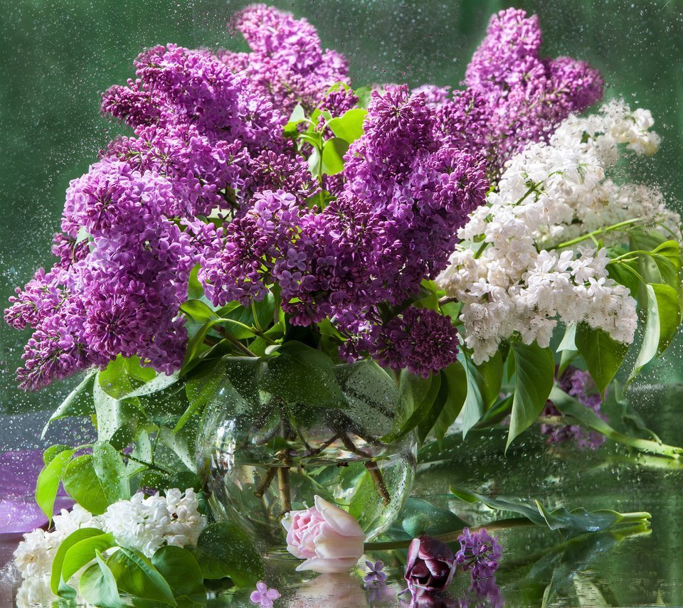 Сирень Жильбер