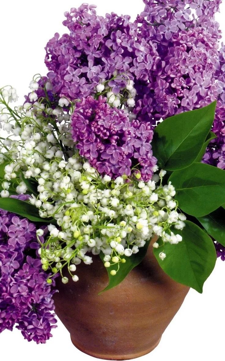 Цветы Ландыши и сирень