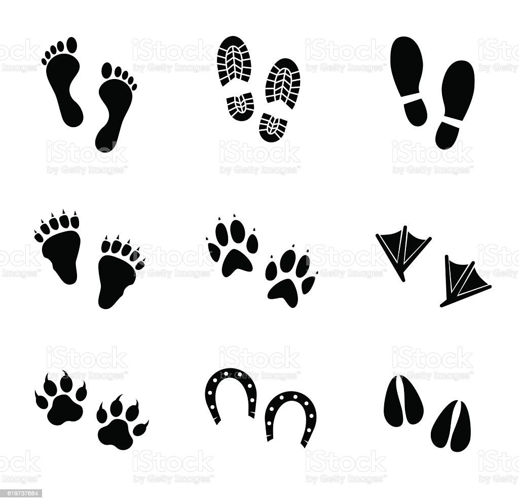 Следы кролика