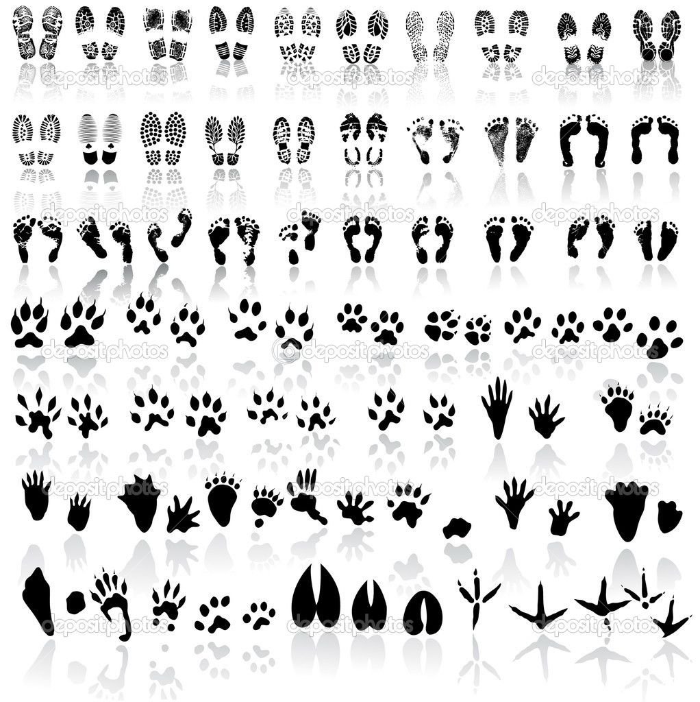 Лапки разных животных