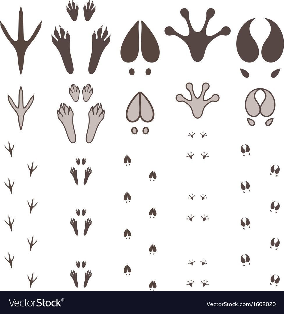 Rabbit footprints cartoon