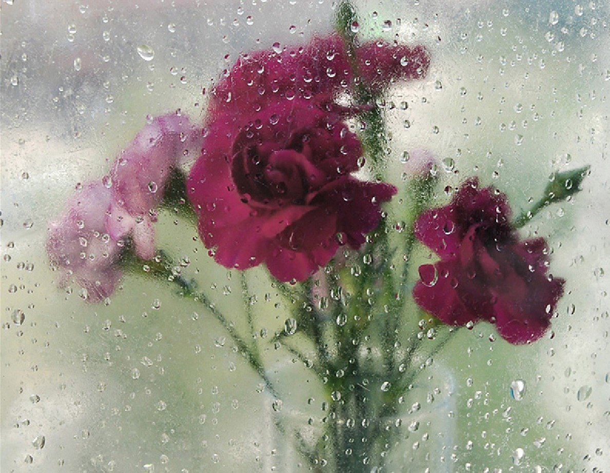 Розы за мокрым стеклом