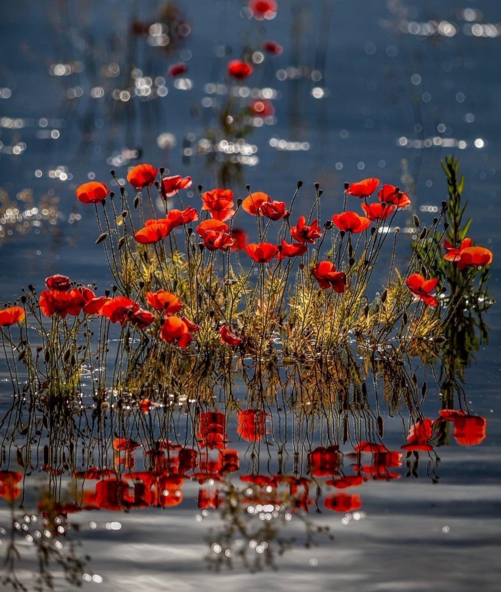 Цветы под дождем