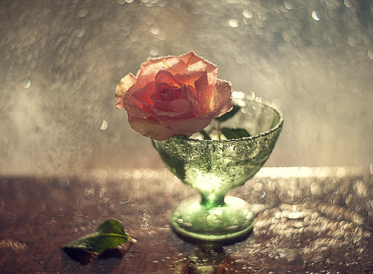 Роза в стакане