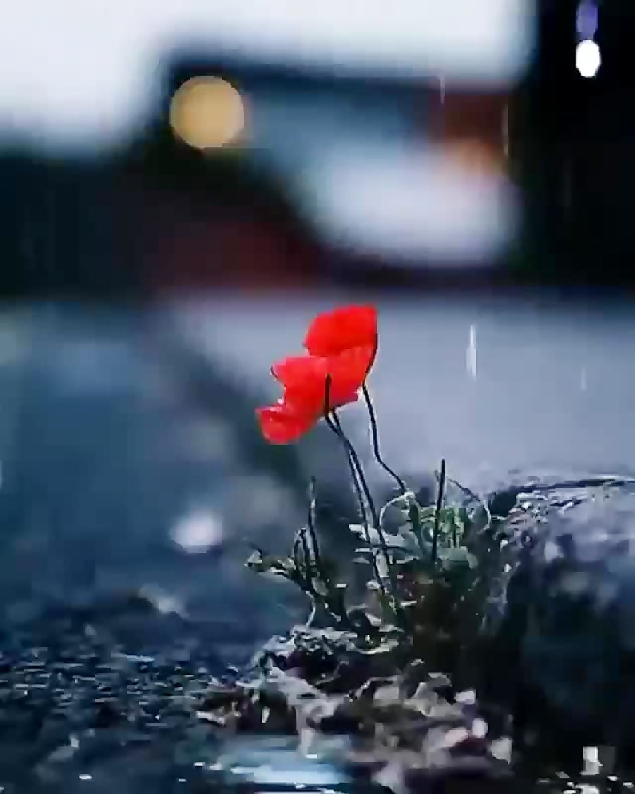 Грустный цветок