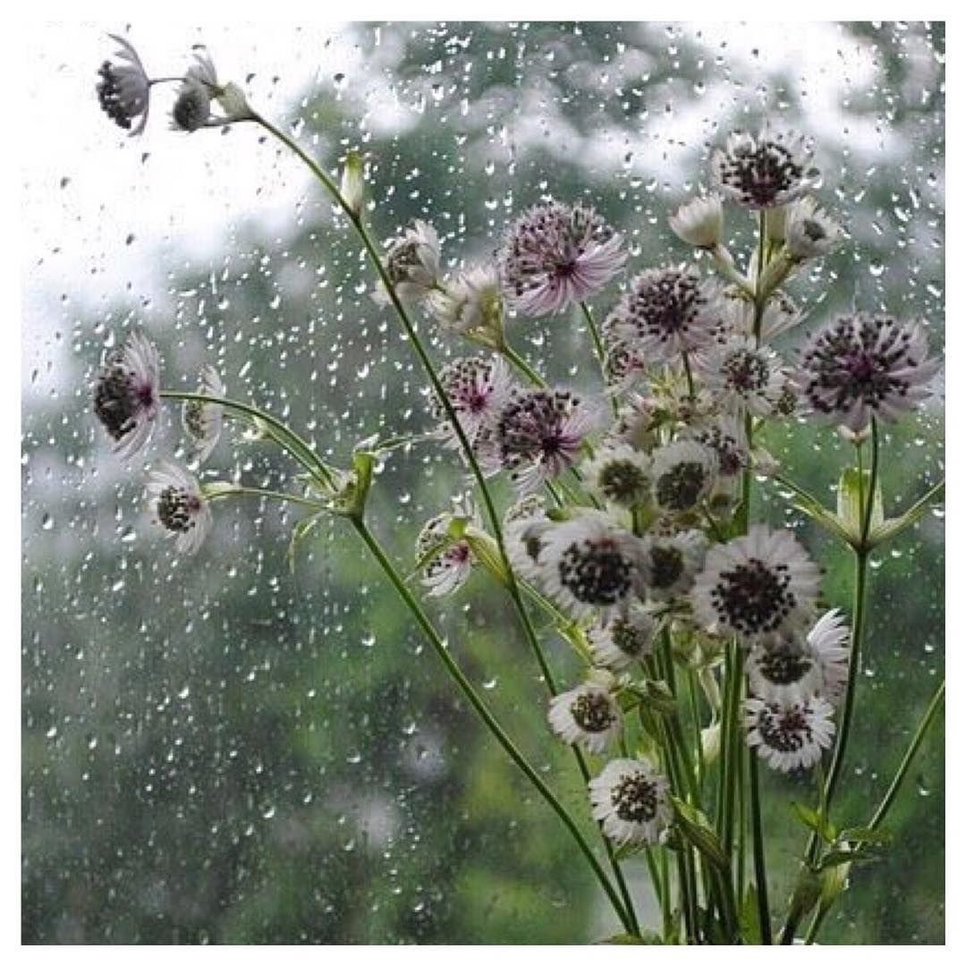 Пасмурный летний день