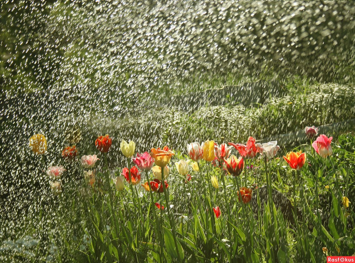 Цветы под дождем