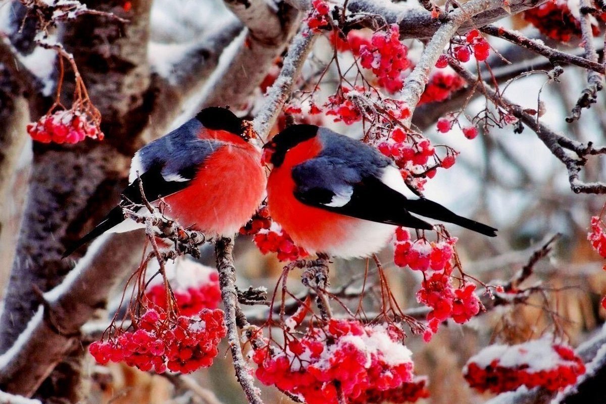 Снегири зимой