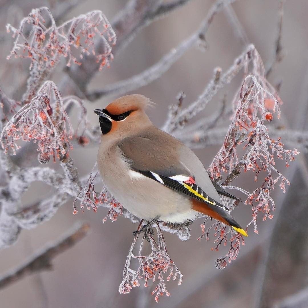Картинки на рабочий стол зима птицы