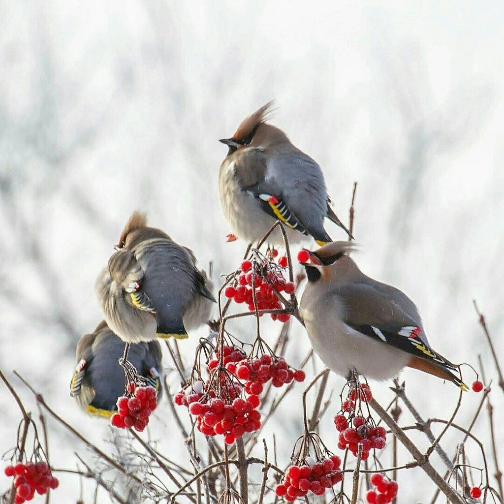 Свиристель гнездо